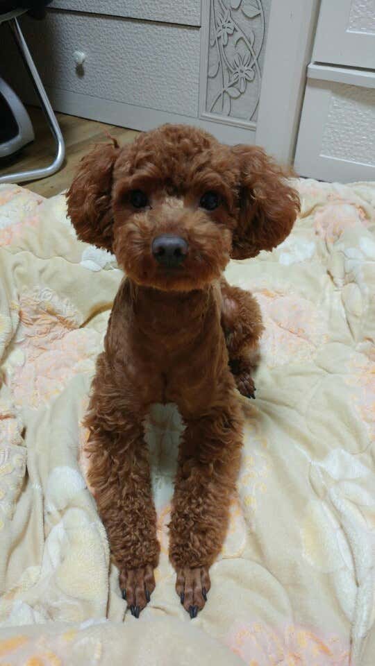 깍꾸애견미용실 · 네이버 지도·플레이스 5