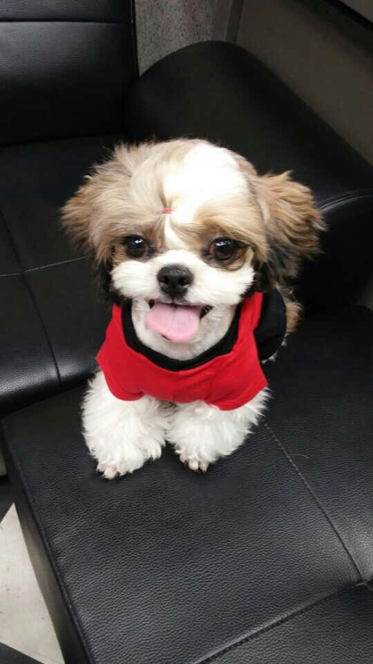 깍꾸애견미용실 · 네이버 지도·플레이스 9