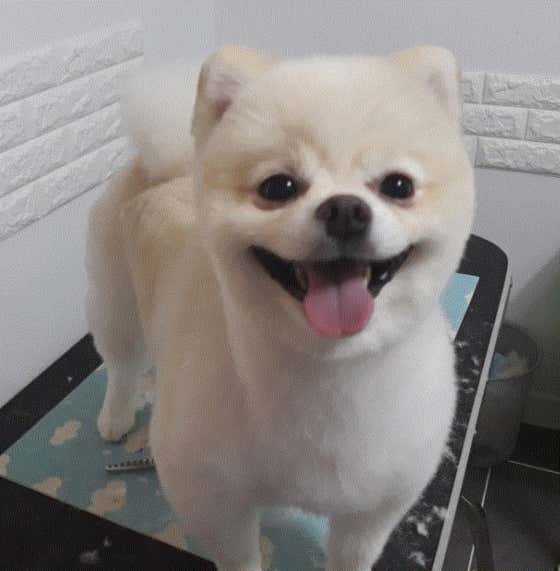 퍼블펫 · 네이버 지도·플레이스 4