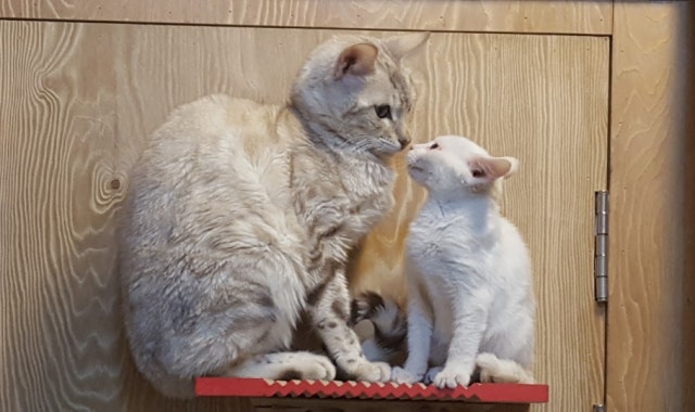 나비야놀자 대표 사진