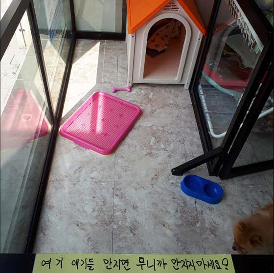 애기야 애견미용샵 · 네이버 지도·플레이스 8