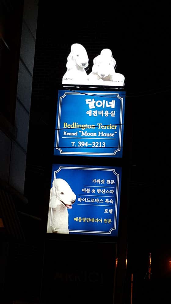 달이네애견미용실 · 네이버 지도·플레이스 2
