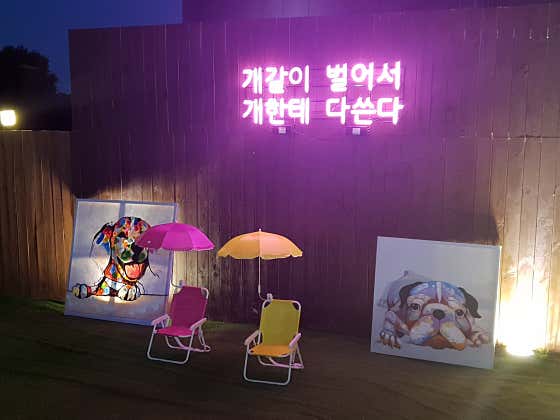 워시웨이 도그카페 · 네이버 지도·플레이스 1