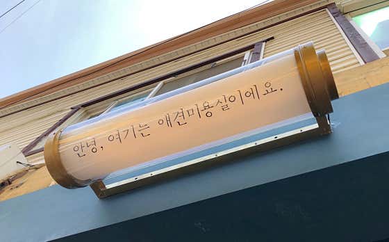 백살롱 애견미용실