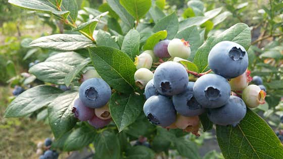 블루베리 1kg 메뉴 사진(네이버)