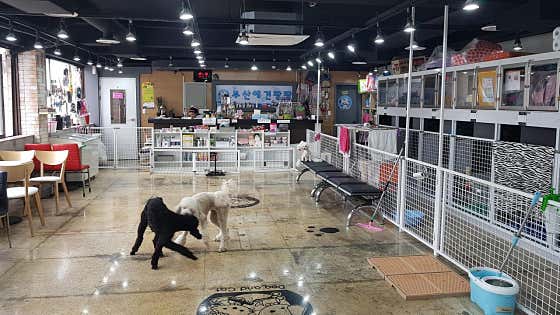 부산애견팡팡