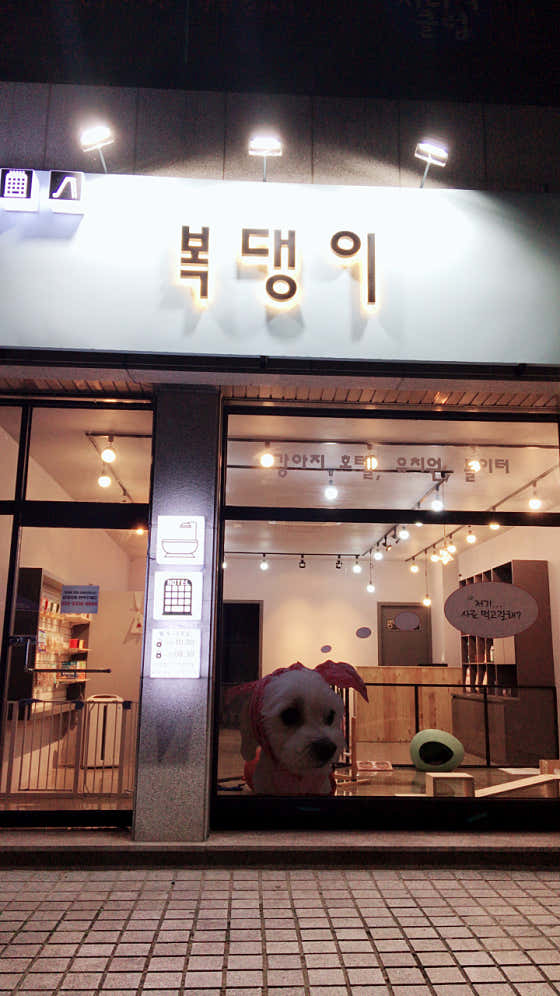 복댕이애견호텔