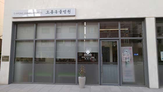 오룡애견미용