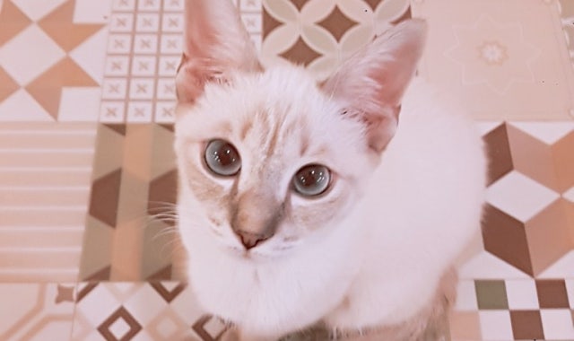 양이양이 대표 사진