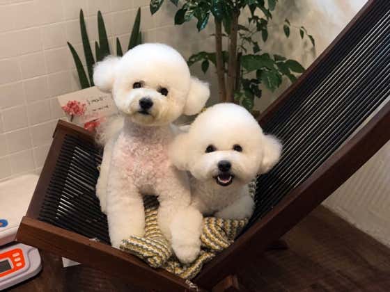 백살롱 애견미용실 · 네이버 지도·플레이스 7