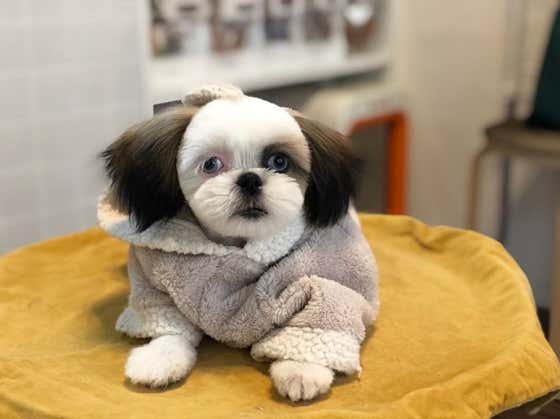백살롱 애견미용실 · 네이버 지도·플레이스 10