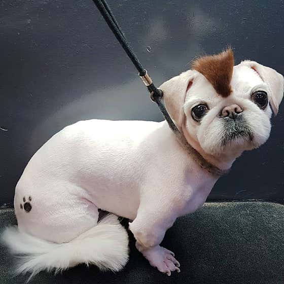 강아지맛집 · 네이버 지도·플레이스 7