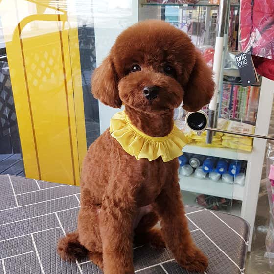 강아지맛집 · 네이버 지도·플레이스 4