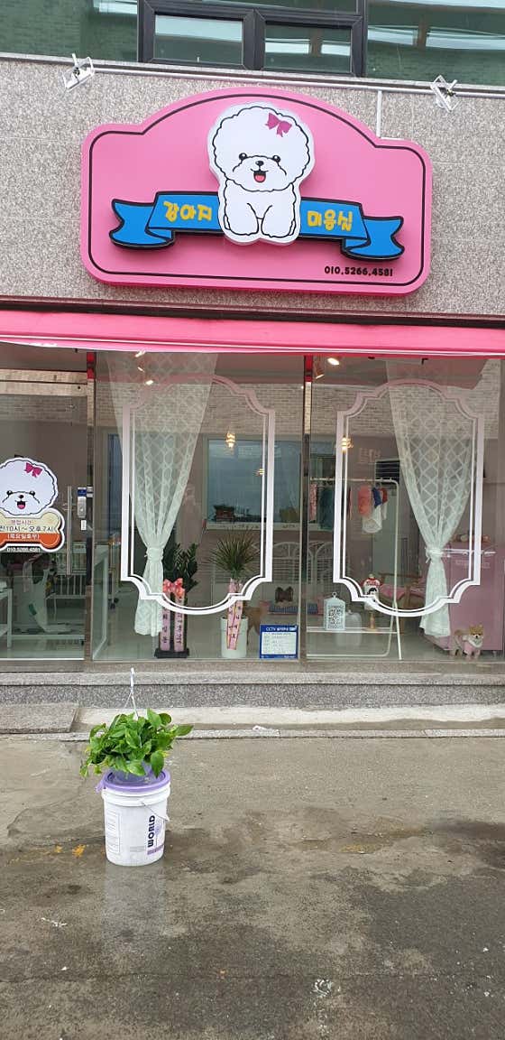 강아지미용실 대표이미지