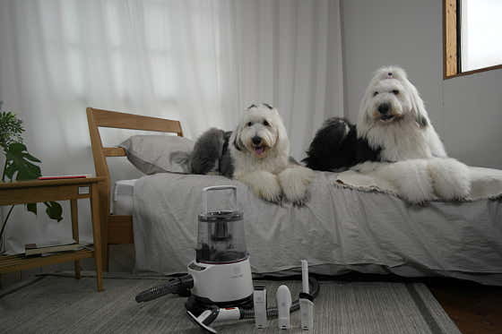 I DOG CARE