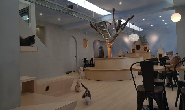 스카이캣카페 명동 1호점 대표 사진