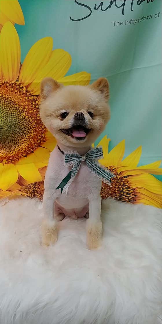 멍멍이집 · 네이버 지도·플레이스 3