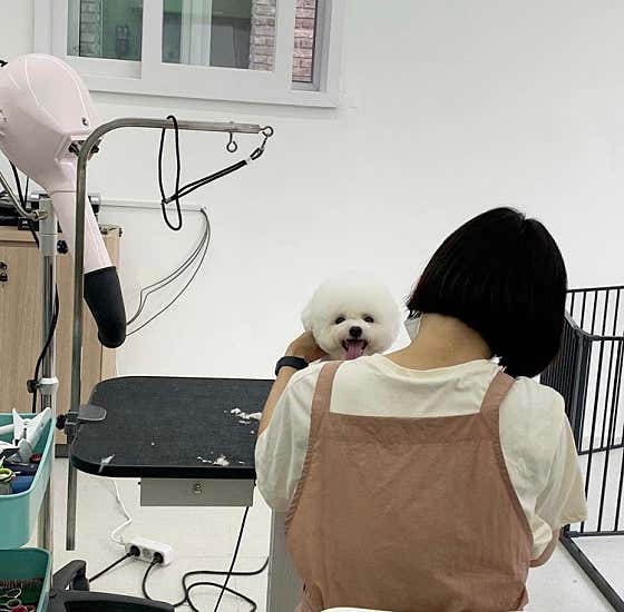 비 마이 독 · 네이버 지도·플레이스 2