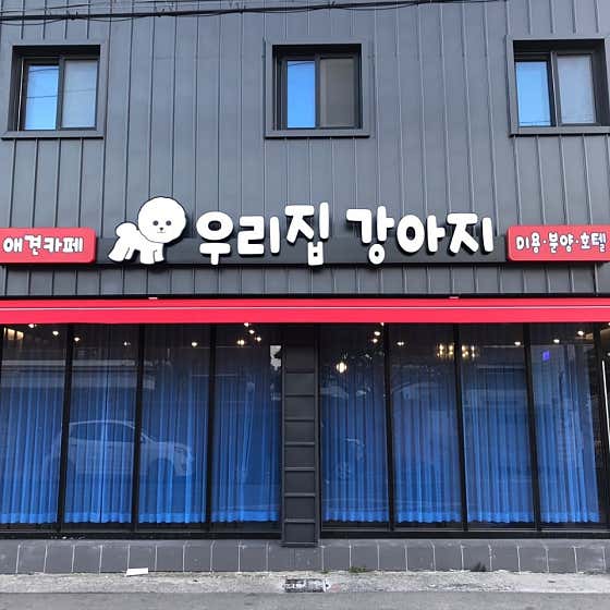 우리집강아지