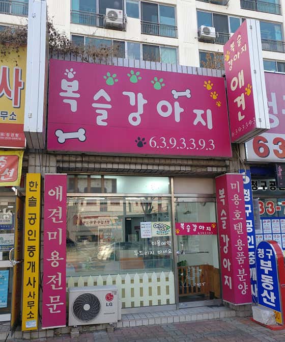 복슬강아지 · 네이버 지도·플레이스 2