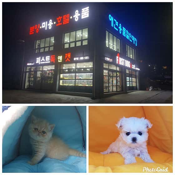 퍼스트독&캣