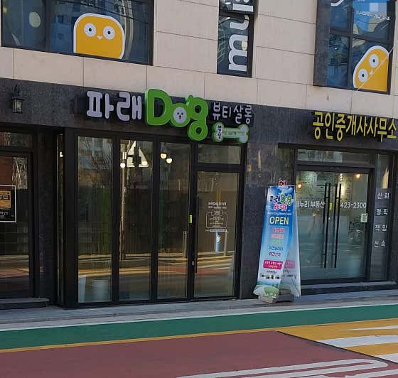 파래 Dog 뷰티살롱