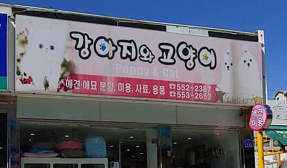 강아지와고양이 태백점