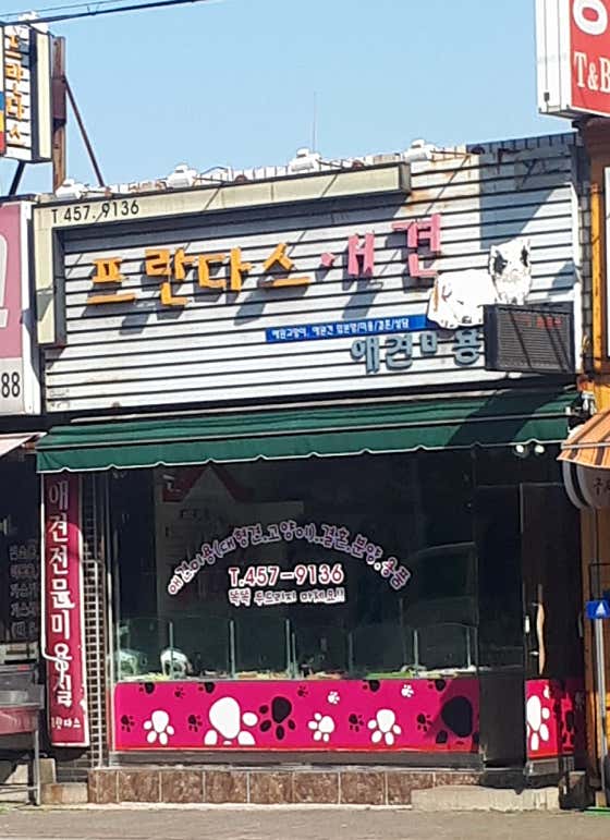 프란다스애견미용실 · 네이버 지도·플레이스 2