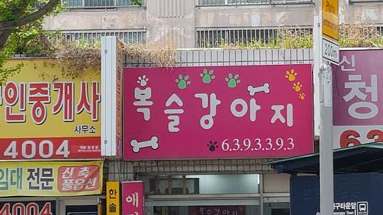 복슬강아지 · 네이버 지도·플레이스 4
