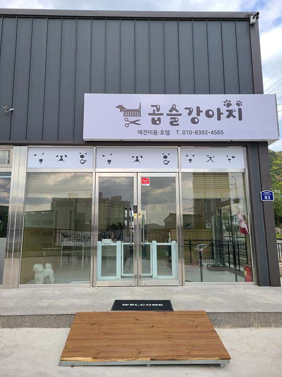 곱슬강아지