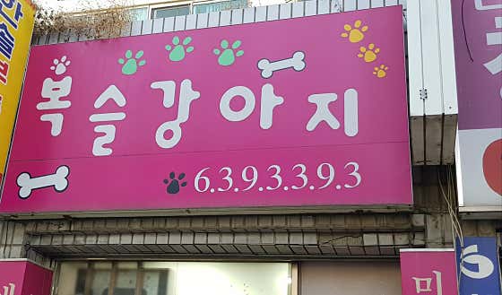 복슬강아지 · 네이버 지도·플레이스 5