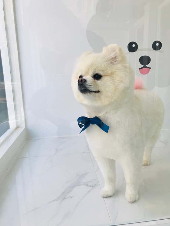 뽀송뽀송강아지미용실 · 네이버 지도·플레이스 10