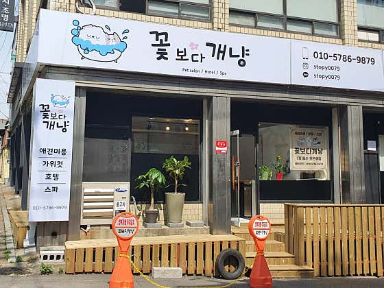 꽃보다개냥