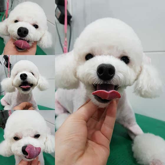 멍멍이미용실 · 네이버 지도·플레이스 4