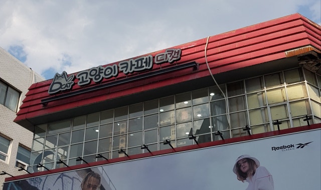 디캣 대표 사진