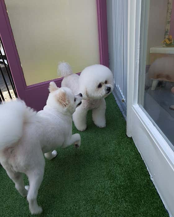 우아한 강아지 · 네이버 지도·플레이스 3