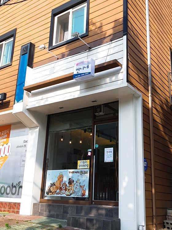 반려동물미용실 언니네 · 네이버 지도·플레이스 2