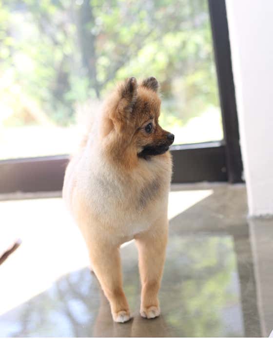 비담애견미용실 · 네이버 지도·플레이스 7