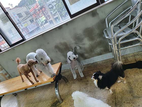 부산애견팡팡 · 네이버 지도·플레이스 4