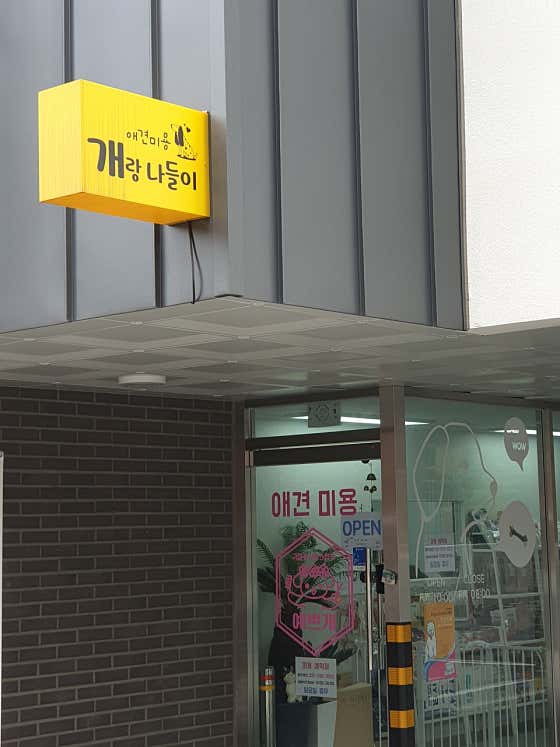 개랑 나들이