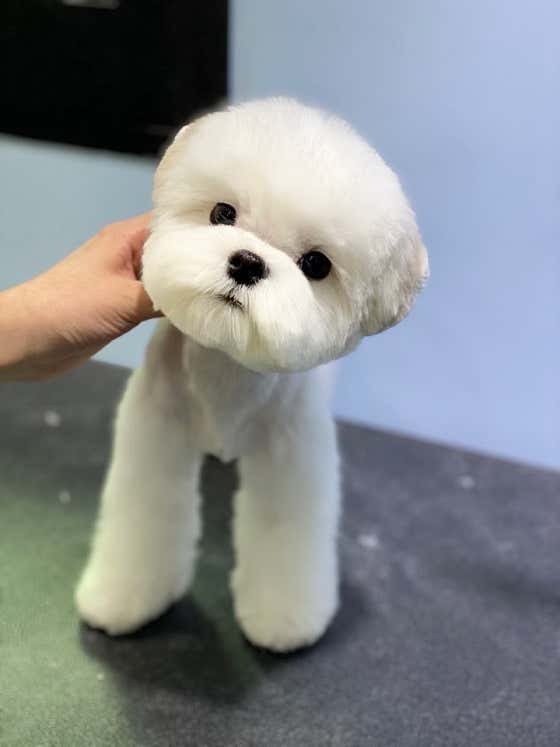 메종드펫 · 네이버 지도·플레이스 10