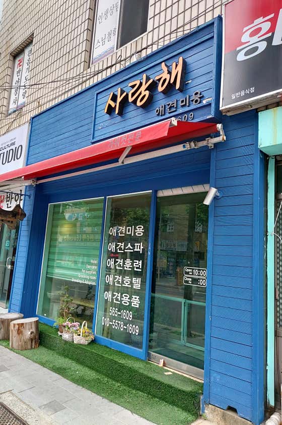 사랑해 애견미용