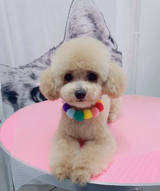 우아한 강아지 · 네이버 지도·플레이스 9