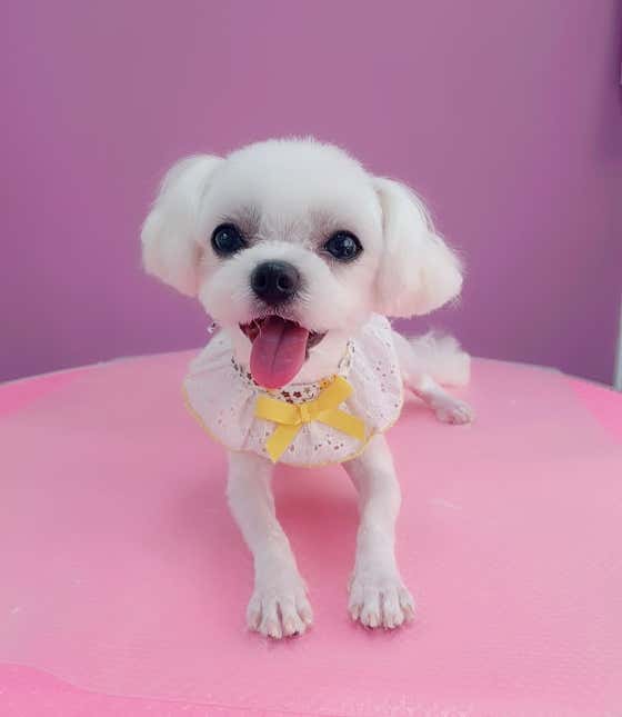 우아한 강아지 · 네이버 지도·플레이스 8