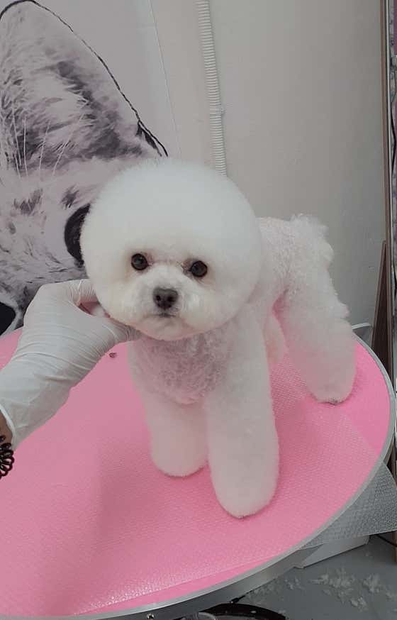 우아한 강아지 · 네이버 지도·플레이스 10