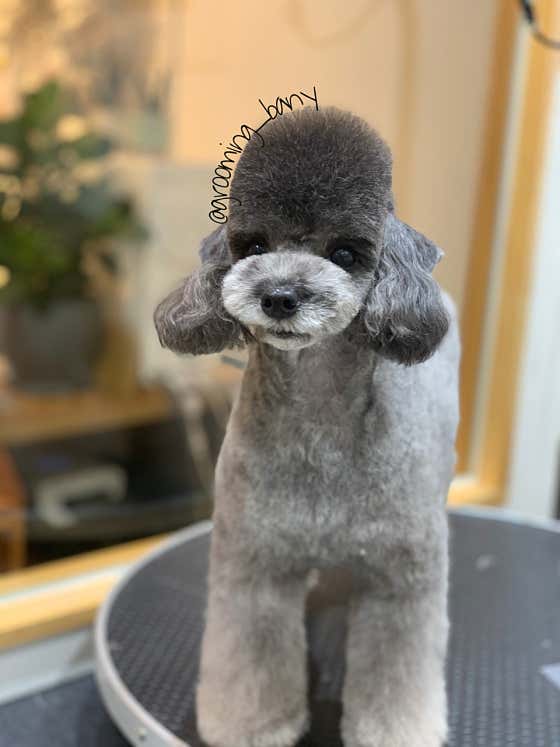페피스그루밍 대표이미지