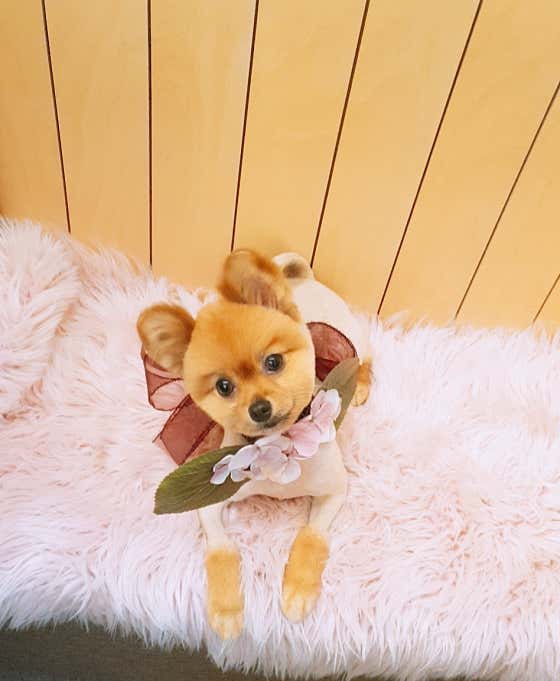 바르개 펫뷰티살롱 · 네이버 지도·플레이스 10