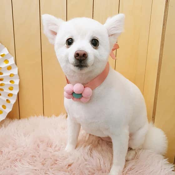 바르개 펫뷰티살롱 · 네이버 지도·플레이스 6