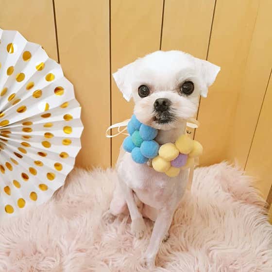 바르개 펫뷰티살롱 · 네이버 지도·플레이스 8