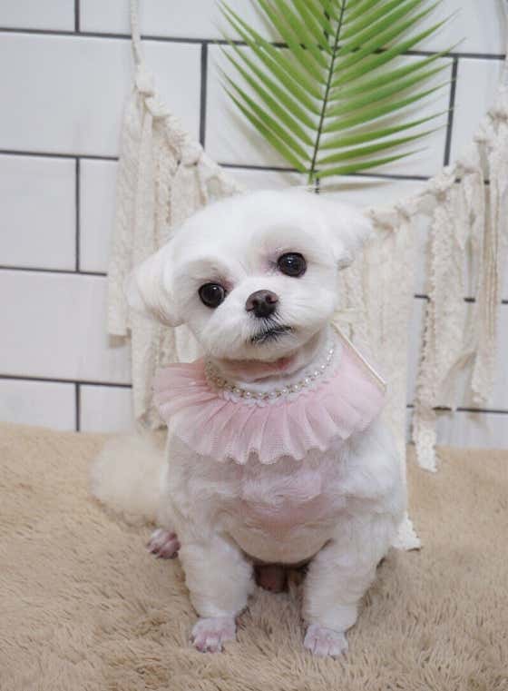 핫dog · 네이버 지도·플레이스 6